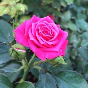 Meet your Posher, Rose